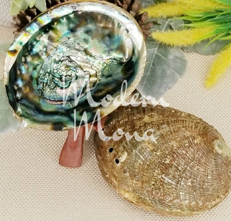 6" - Large Abalone Shell - Abalone Shell Smudge Tray, Abalone Shell, Large Abalone Shell - ModernMonaStudio